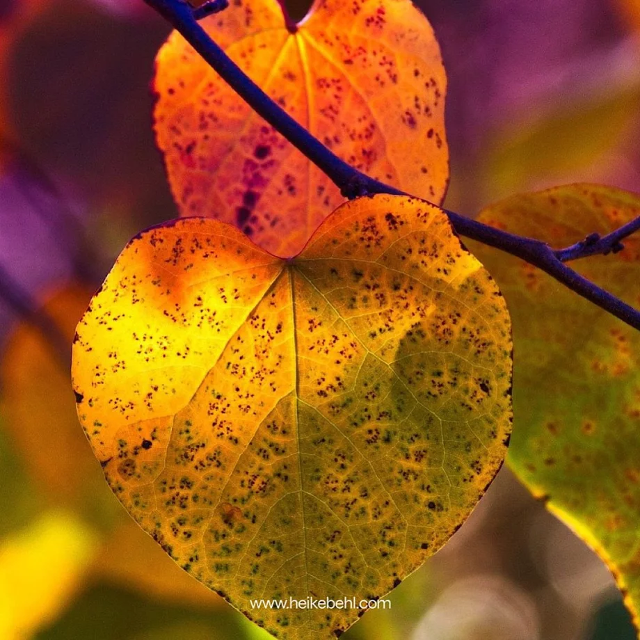 Ferienkurse Herbst 2026